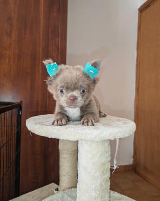 Chihuahua pelo lungo lilac