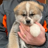 Cuccioli di Akita inu con PEDIGREE ENCI