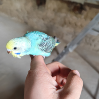 Pappagalli allevati a mano