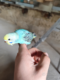 Pappagalli allevati a mano