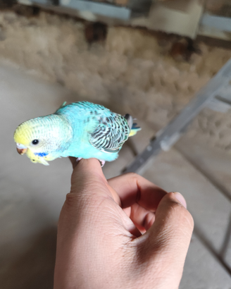 Pappagalli allevati a mano