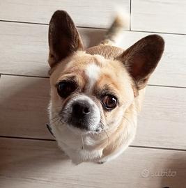 Disponibile accoppiamento chihuahua con pedigree