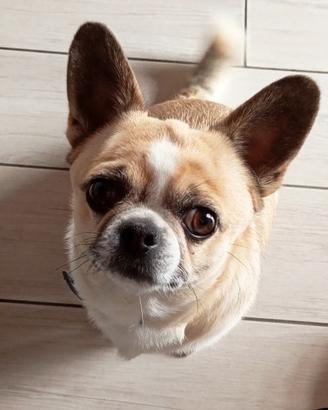 Disponibile accoppiamento chihuahua con pedigree