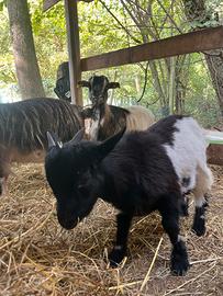 Capretto tibetano