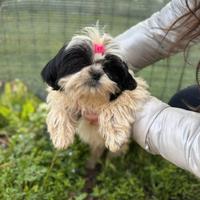 Cuccioli piccola taglia PREZZO A PARTIRE DA 600