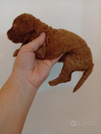 Barboncino Red toy