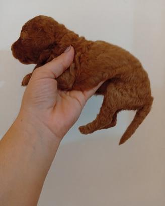 Barboncino Red toy
