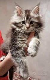 Gattini Maine Coon con pedegree aperto