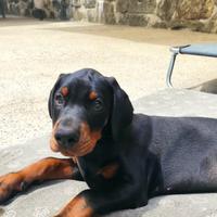 Cuccioli dobermann con pedigree