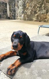 Cuccioli dobermann con pedigree