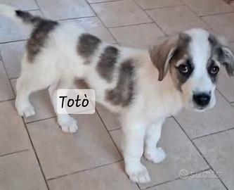 Totò. guardate che meraviglia di cucciolo
