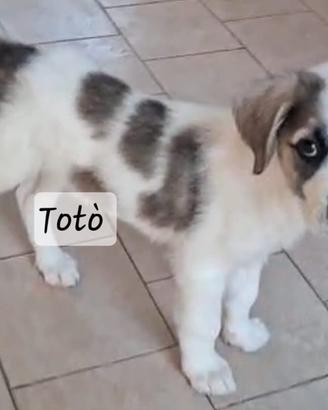 Totò. guardate che meraviglia di cucciolo