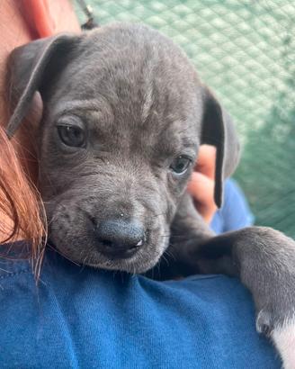 Amstaff terrier blue 