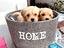 Immagine 19