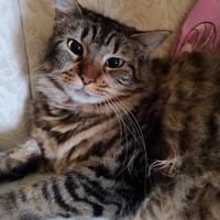 2 bei mici maschio b/rosso femmina tigrata