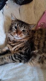 2 bei mici maschio b/rosso femmina tigrata