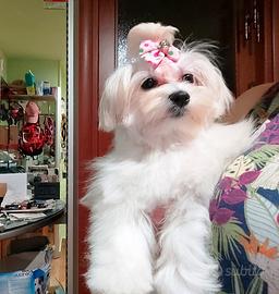 Cucciola di Maltese 6 mesi - già sterilizzata