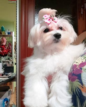 Cucciola di Maltese 6 mesi - già sterilizzata