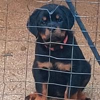 Cucciola di Rottweiler