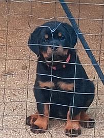 Cucciola di Rottweiler
