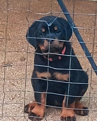 Cucciola di Rottweiler
