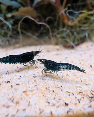 neocaridina blu demon
