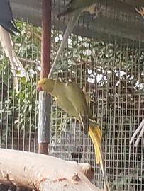 Parrocchetto dal collare cleartail femmina