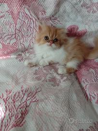 Gattino Persiano