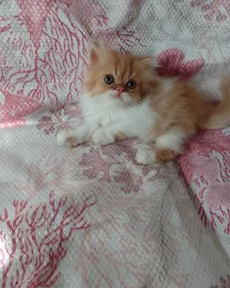 Gattino Persiano