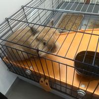 Vendita coniglio pelo lungo