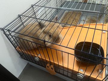 Vendita coniglio pelo lungo