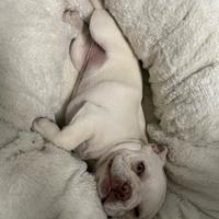 Bulldog francese 6 mesi