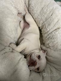 Bulldog francese 6 mesi