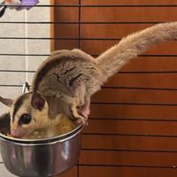 Copia petauri dello zucchero