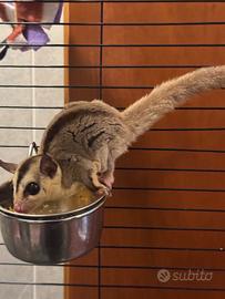 Copia petauri dello zucchero