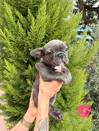 Cuccioli bulldog francese