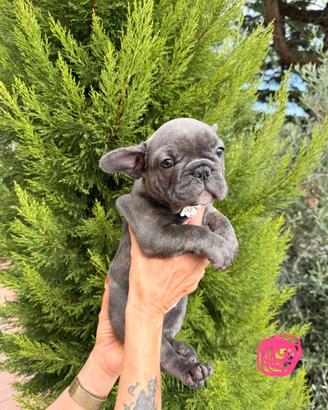 Cuccioli bulldog francese