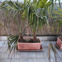 palme da giardino