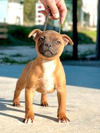 Staffordshire Bull terrier