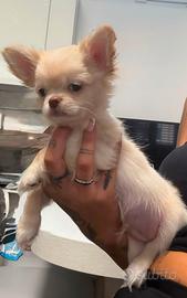 Chihuahua con pedigree
