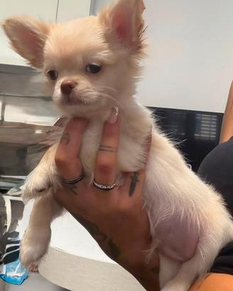 Chihuahua con pedigree