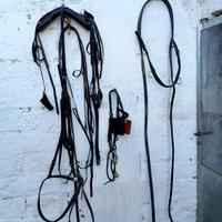 Finimento per calesse