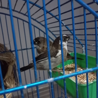 Passeri del Giappone