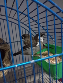 Passeri del Giappone