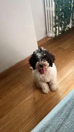 Cucciolo lagotto maschio