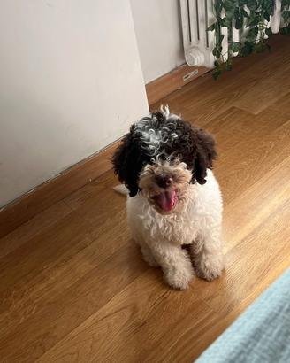 Cucciolo lagotto maschio