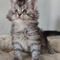 Cuccioli maine coon