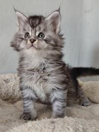 Cuccioli maine coon