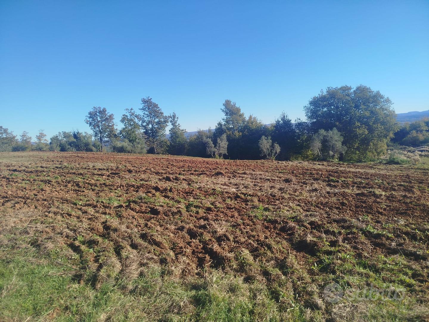 Oliveto produttivo in Toscana - Vista 4