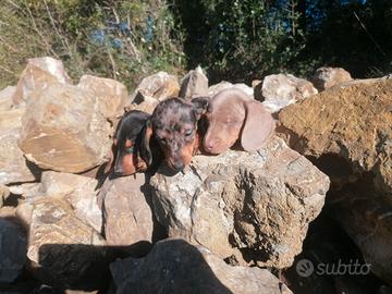 Cuccioli di Bassotto tedesco nano